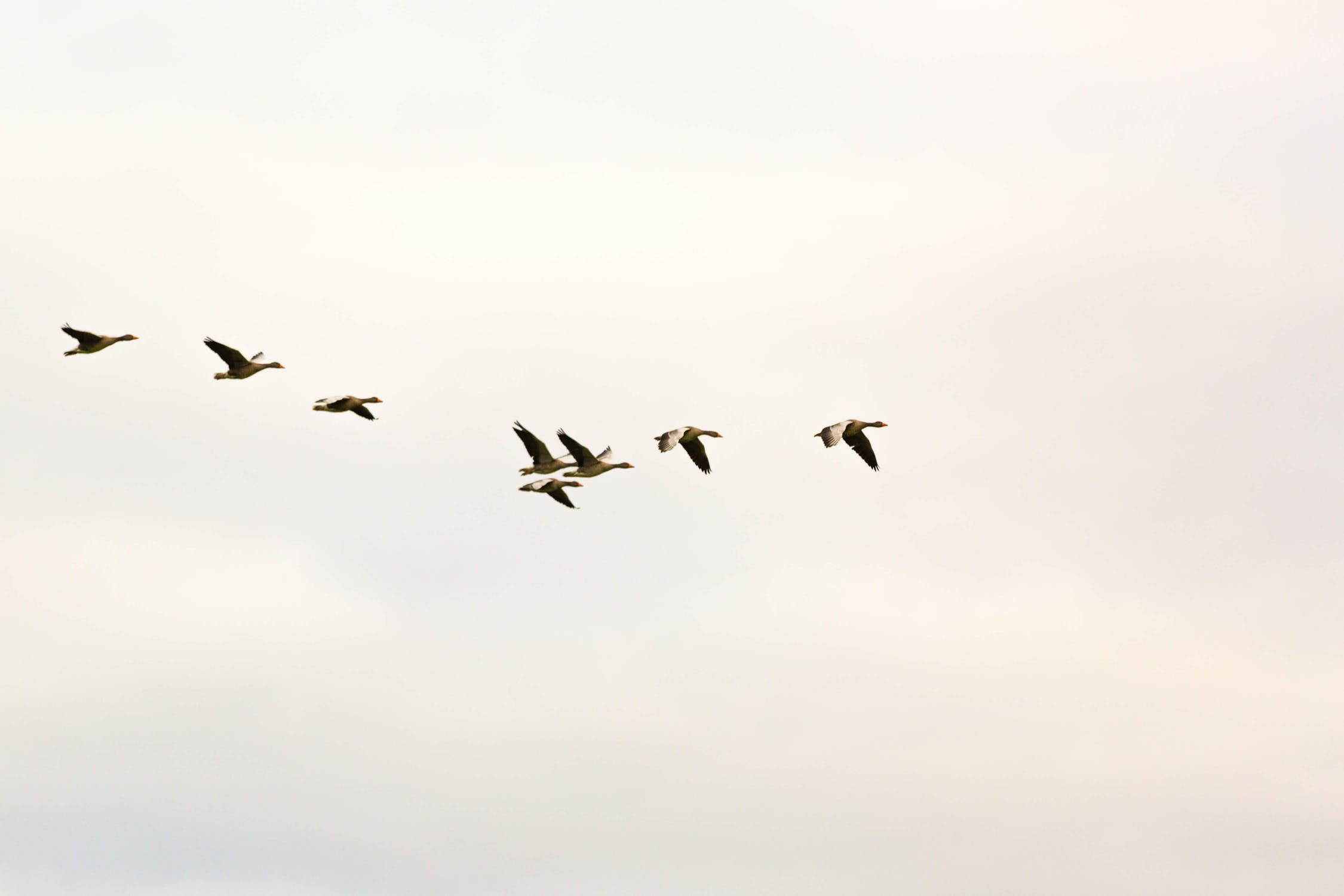 atsb bird strike report